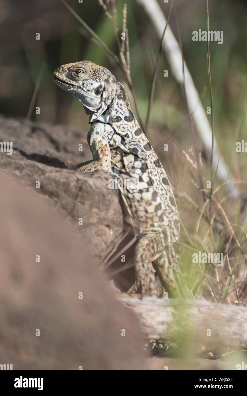 In prossimità di una lava lizard sull isola di Santa Fe, Galapagos Isola, Ecuador, Sud America. Foto Stock