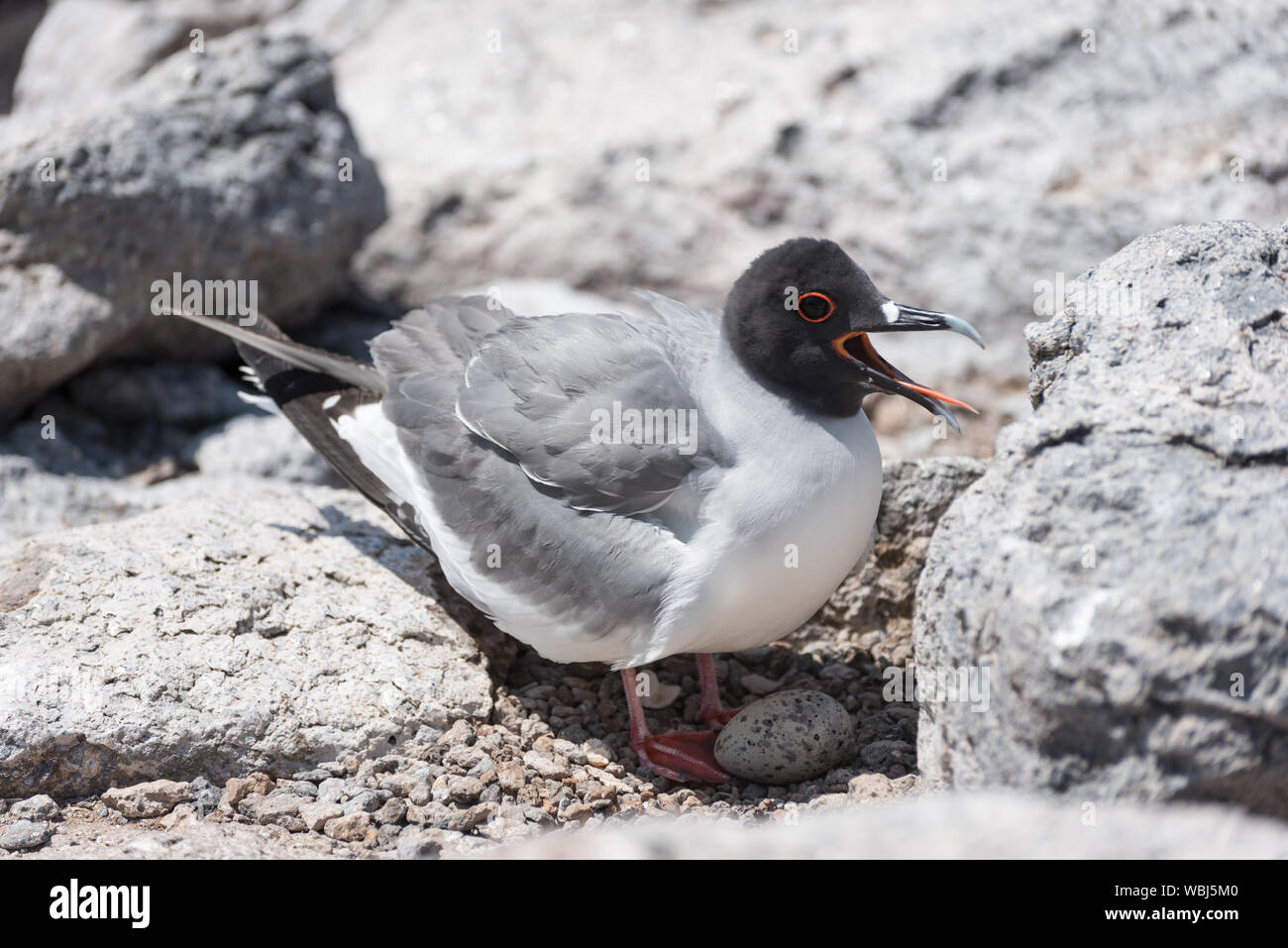 Swallow tailed gull con il suo uovo su South Plaza, Galapagos Isola, Ecuador, Sud America. Foto Stock