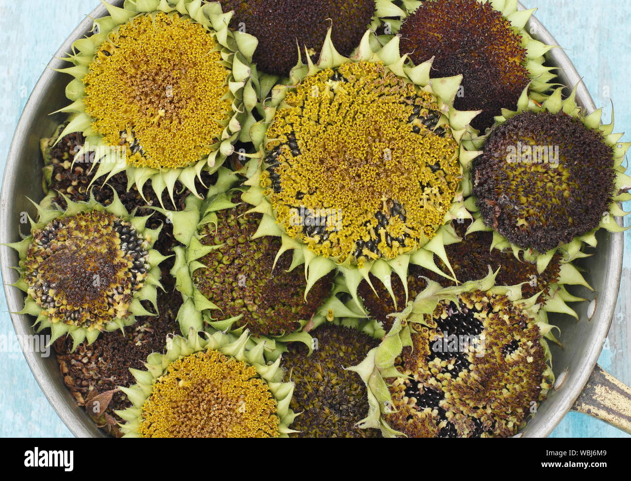 Helianthus annuus. Girasole seedheads essiccazione per alimenti per uccelli in un giardino interno. Regno Unito Foto Stock