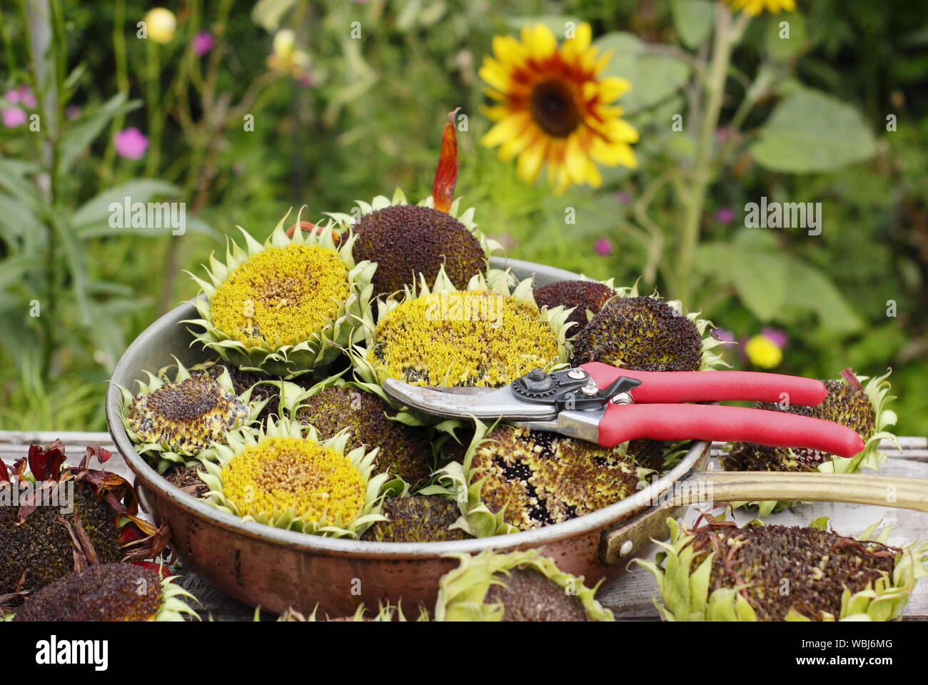 Helianthus annuus. Girasole seedheads essiccazione per alimenti per uccelli in un giardino interno. Regno Unito Foto Stock