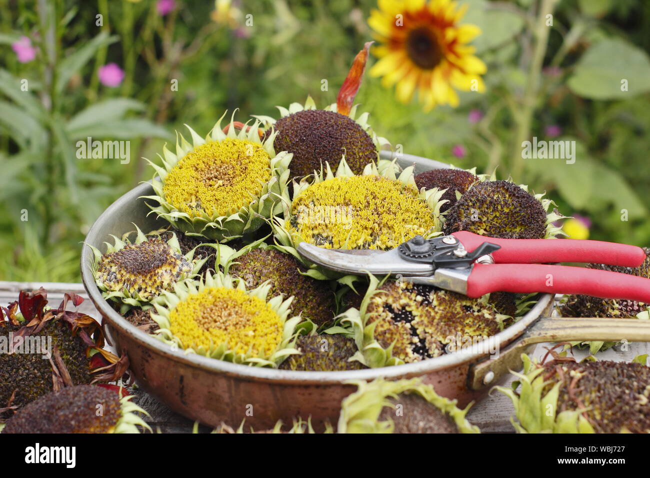 Helianthus annuus. Girasole seedheads essiccazione per alimenti per uccelli in un giardino interno. Regno Unito Foto Stock