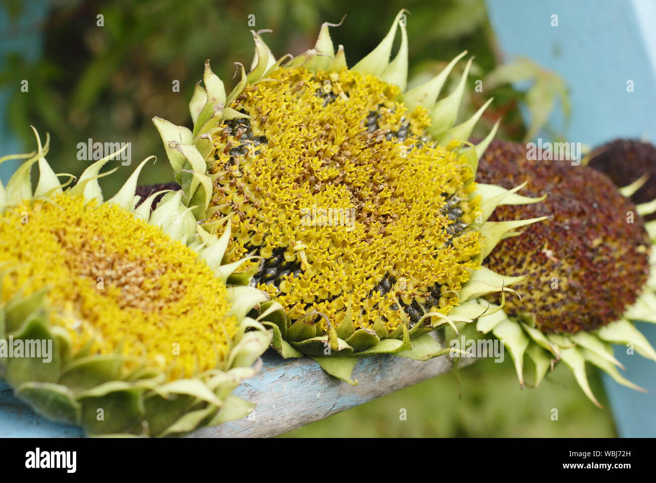 Helianthus annuus. Girasole seedheads essiccazione in un giardino interno. Regno Unito Foto Stock