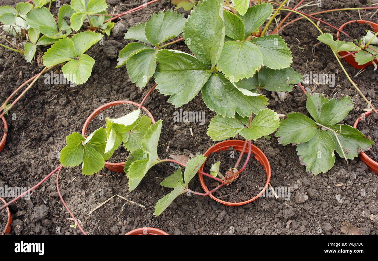 Stoloni di fragole. Materiali di moltiplicazione di nuove piante di fragola da guide in tarda estate. Regno Unito Foto Stock