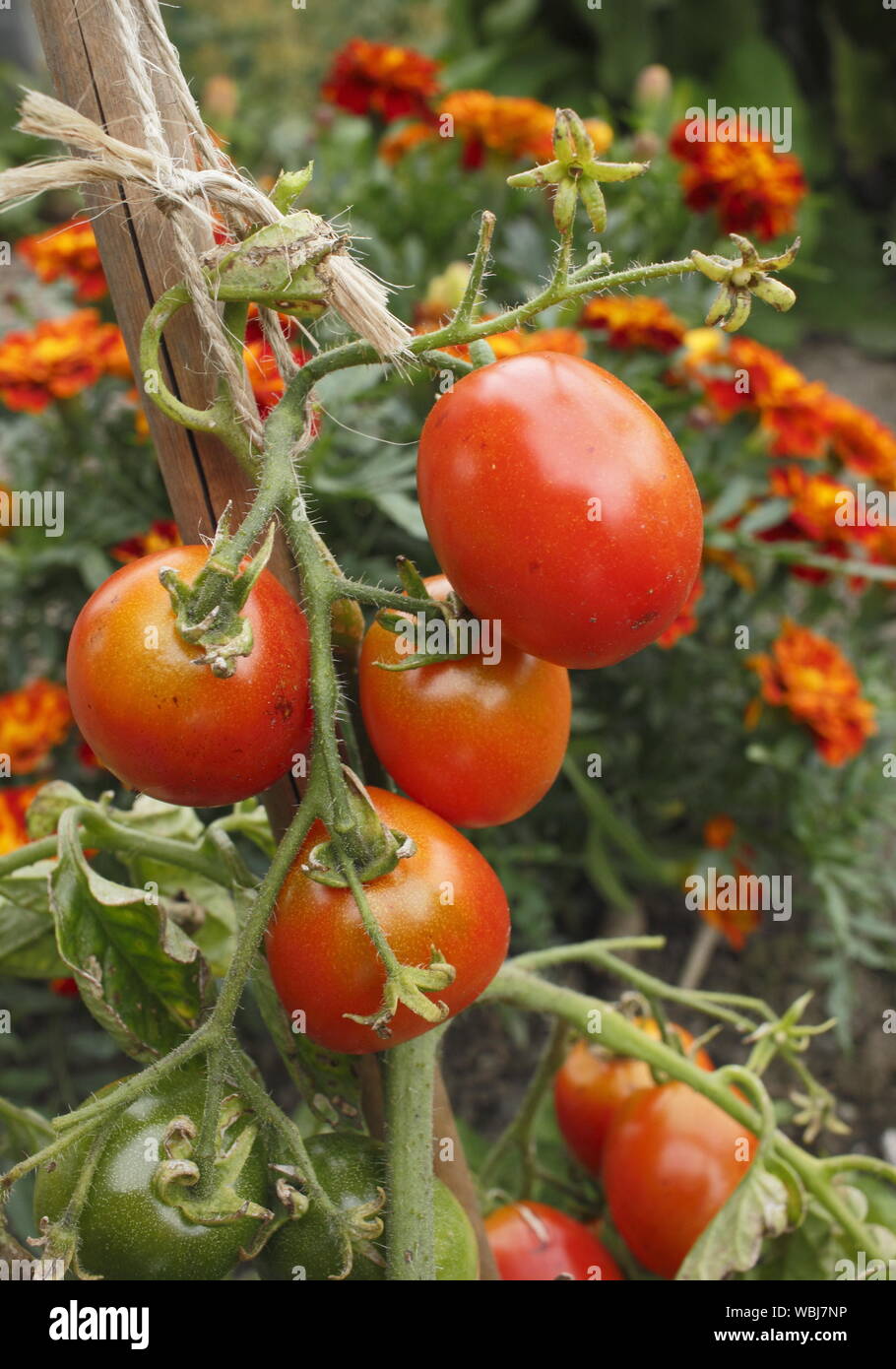 Solanum lycopersicum "all'aperto" ragazza e Tagetes patula. Compagno di piantagione di pomodori e le calendule francese a contribuire a dissuadere il pomodoro parassiti. Regno Unito Foto Stock