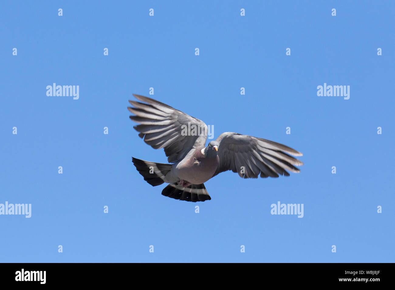 Comune piccione di legno (Columba palumbus) in volo contro il cielo blu Foto Stock