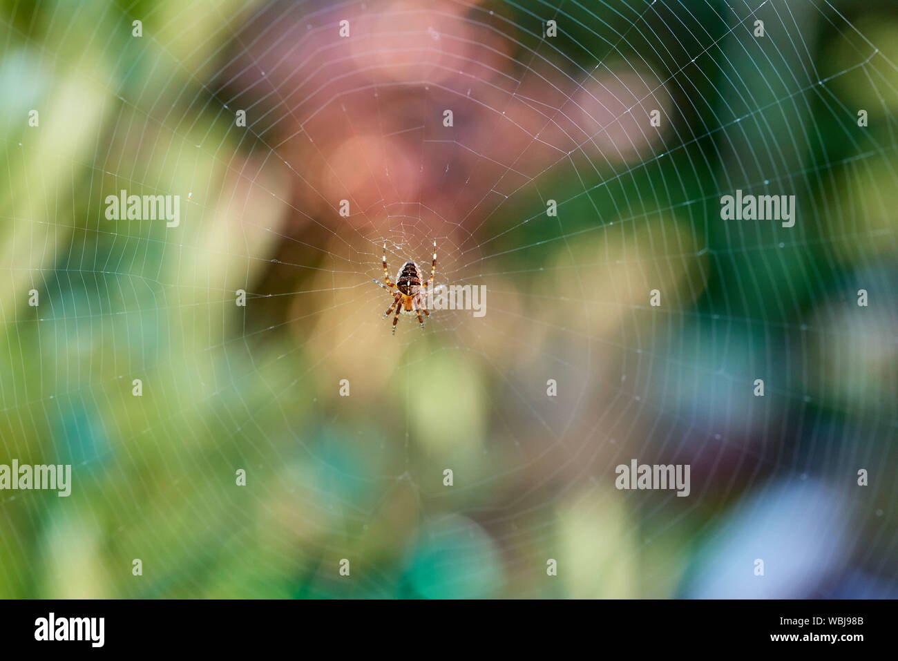 Un piccolo giardino europeo Spider (Araneus diadematus) seduto sul suo web. Foto Stock