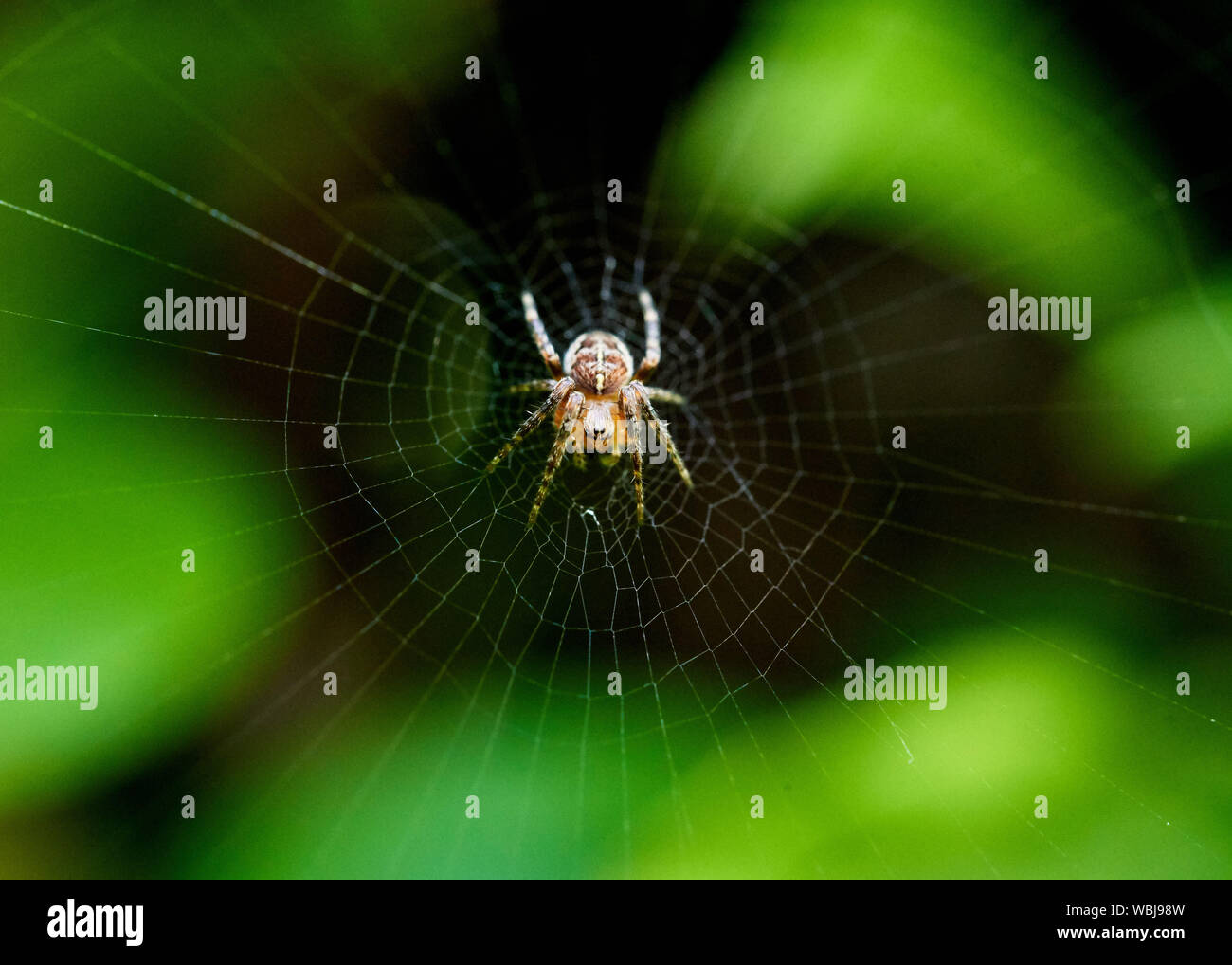 Un piccolo giardino europeo Spider (Araneus diadematus) seduto sul suo web. Foto Stock