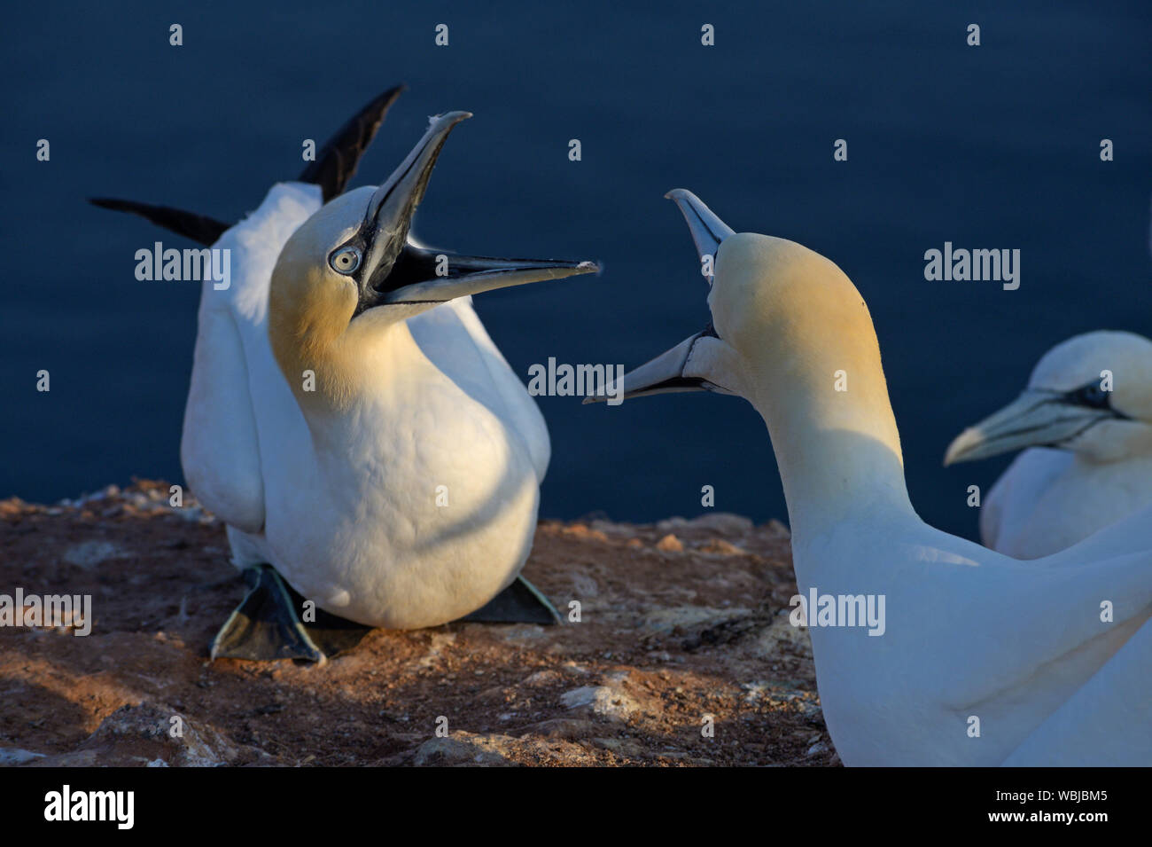 Northern gannet (Morus bassanus) uccelli marini sostengono sulle rocce di Helgoland Foto Stock