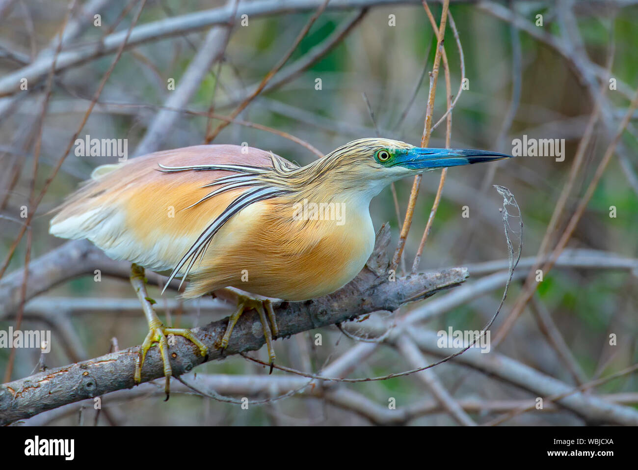 Sgarza ciuffetto di seduta sul brench, da qualche parte nel Delta del Danubio, Romania. Foto Stock