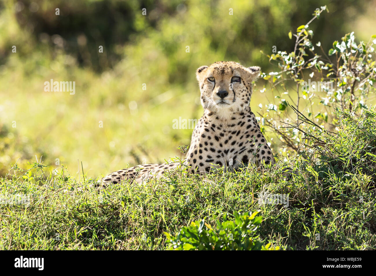 Ghepardo adulto, Acinonyx jubatus, con occhio ferito a Masai Mara, Kenya Foto Stock