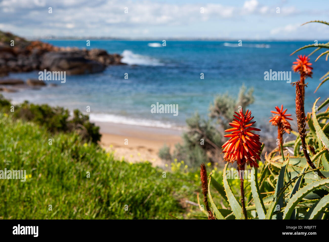 Un rosso fiore costiere con una sfocatura selettiva di stoviglie bay in background Port Elliot South Australia il 27 agosto 2019 Foto Stock
