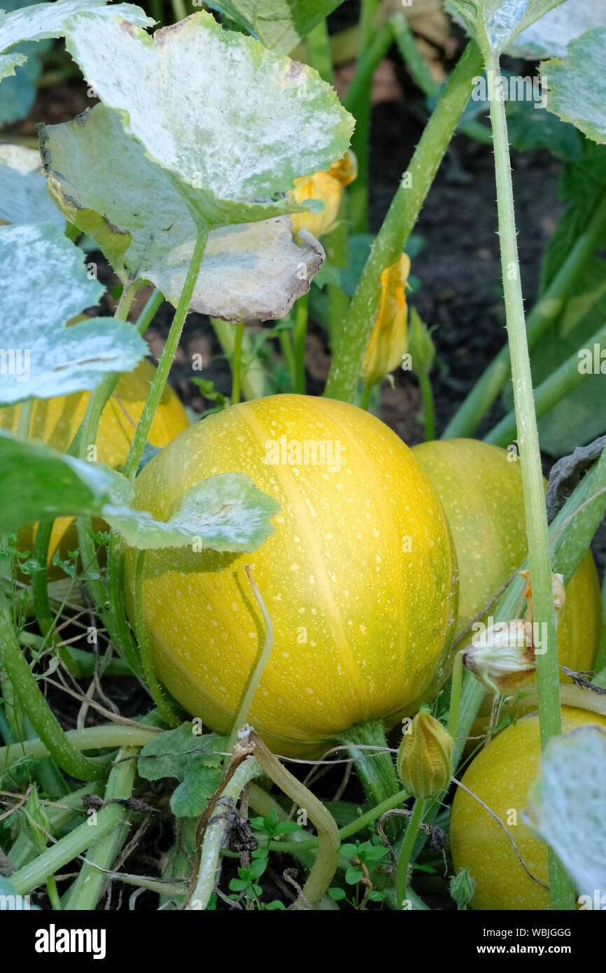 Squash "Spaghetti Vegetali' piante vegetali dei frutti, la Cucurbita pepo. La Cucurbita pepo 'Spaghetti Pasta Foto Stock