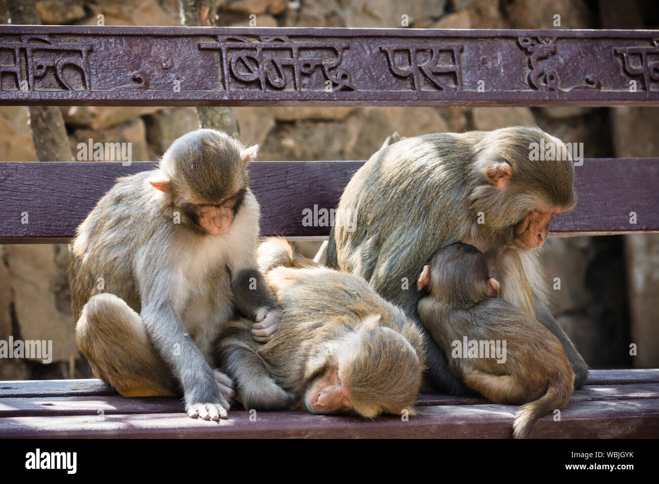 Gruppo di macaco Rhesus (Macaca Mulatta) scimmie di dormire su una panchina di Swayambhunath, Nepal Foto Stock