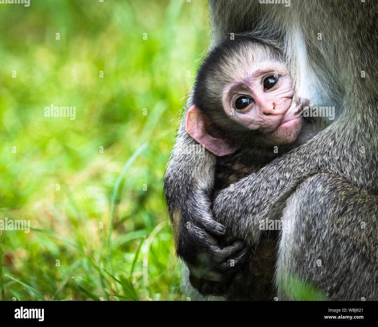 Vervet monkey (Chlorocebus Pygerythrus) alimentare il suo bambino, Masai Mara, Kenya Foto Stock