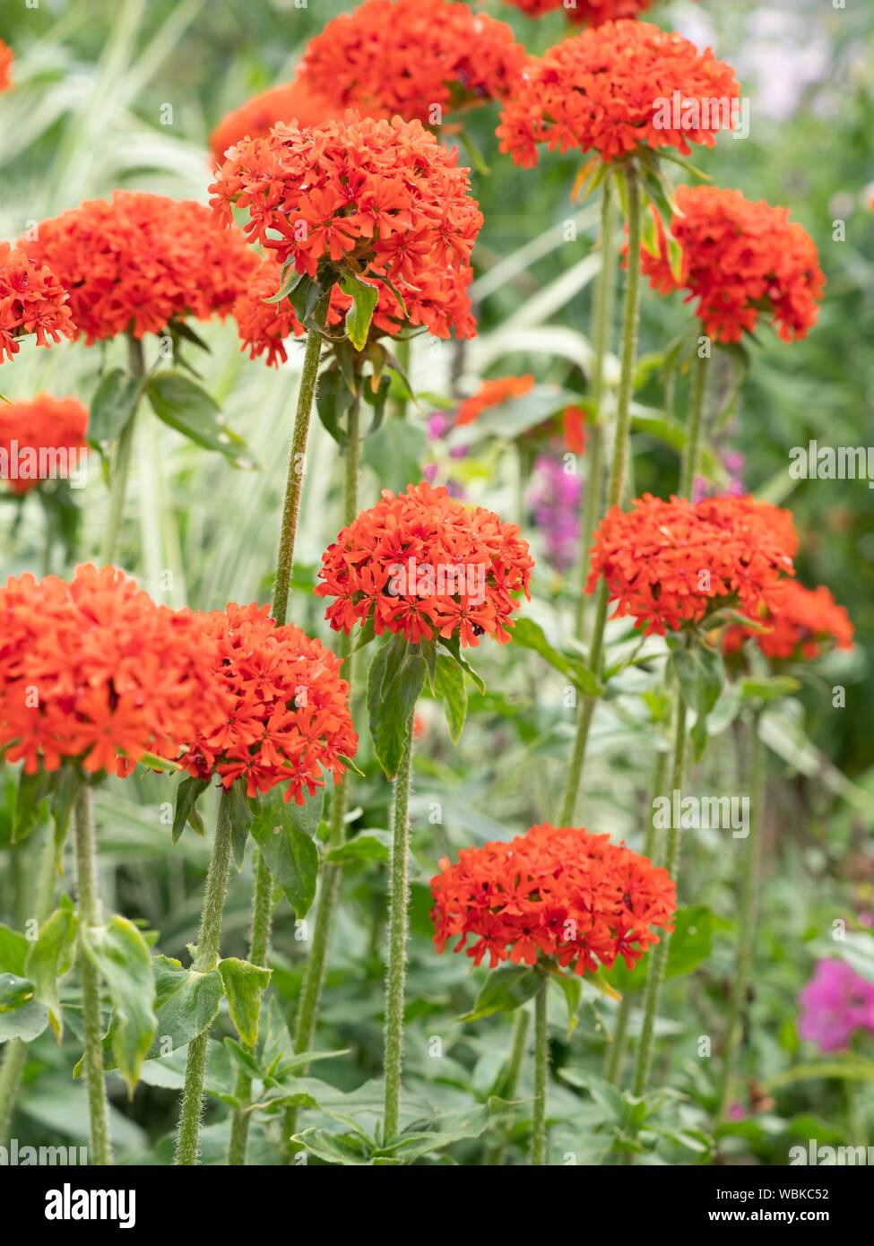 Lychnis chalcedonica, Gerusalemme o croce di malta. Foto Stock