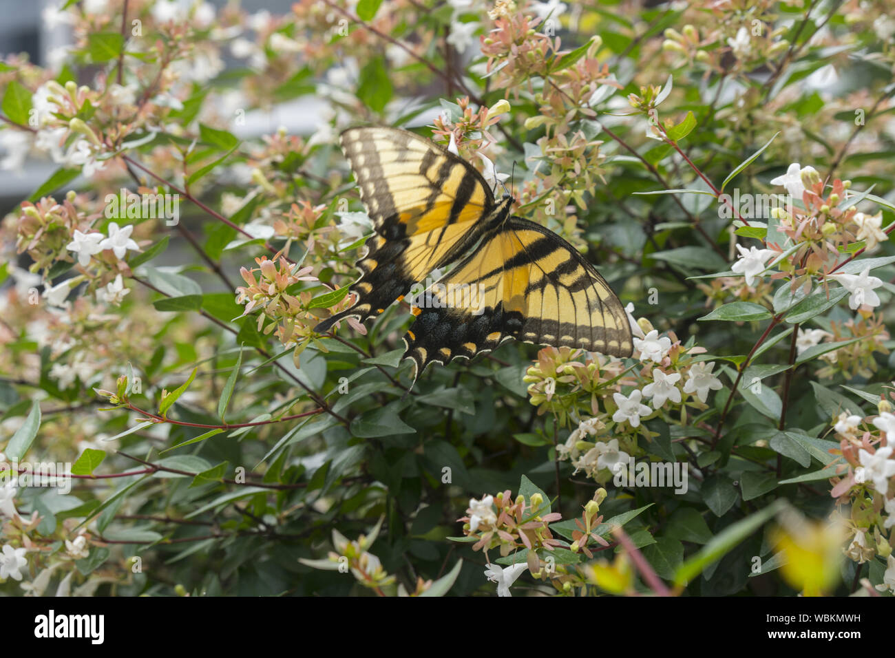 Coda forcuta butterfly visto su un Abelia bush, parte della famiglia di caprifoglio, Brooklyn, New York. Foto Stock