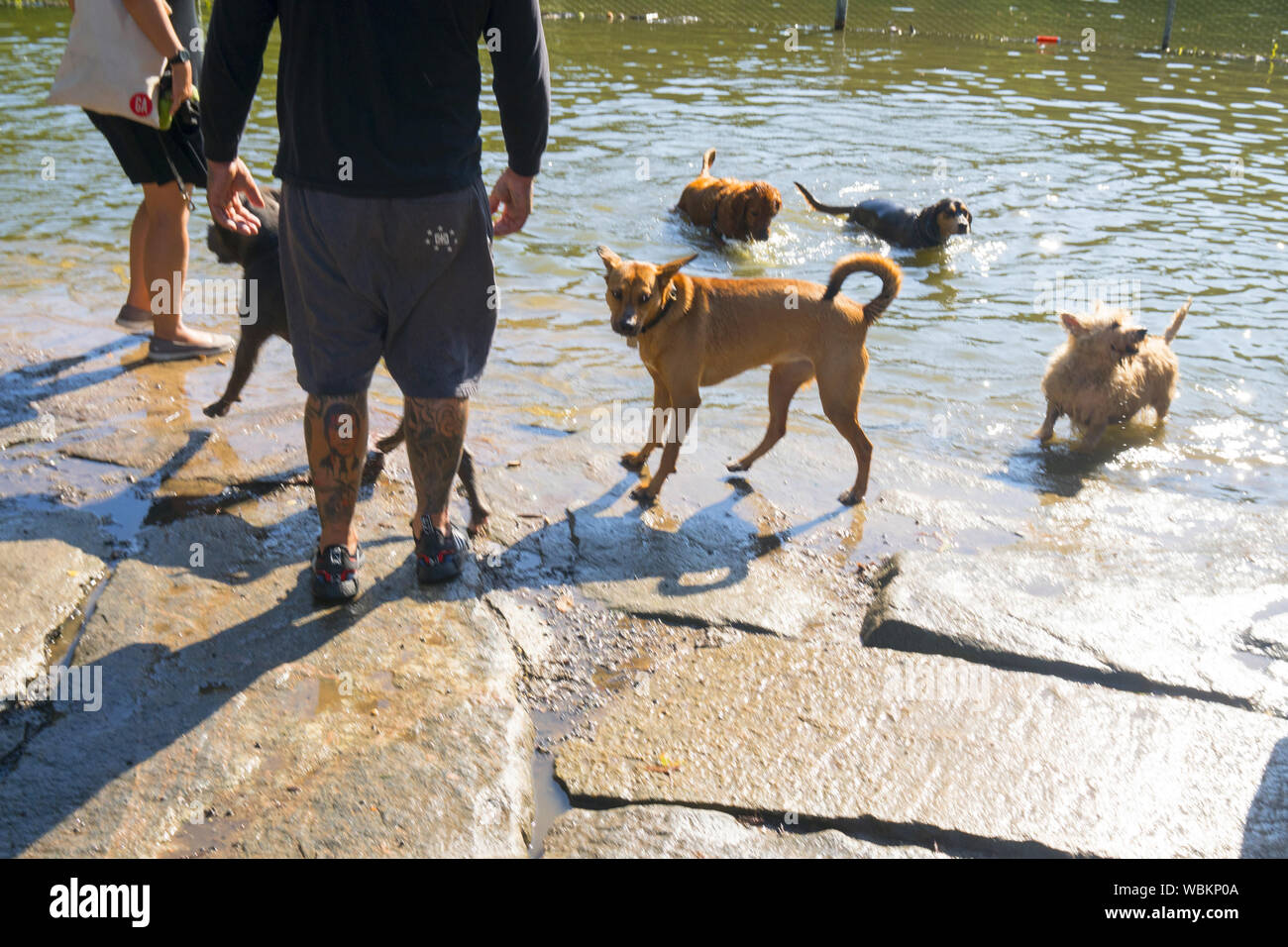 La gente a prendere i loro cani nuoto in una calda giornata estiva al cane di stagno in Prospect Park di Brooklyn, New York. Foto Stock