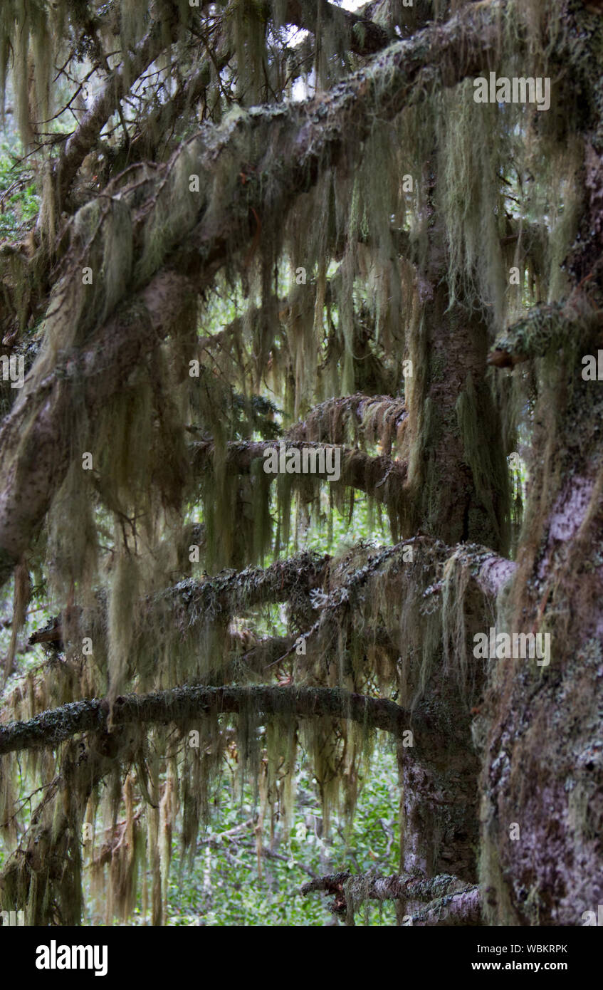 Barba licheni, noto anche come uomo vecchio con la barba, sui vecchi alberi di pino Foto Stock