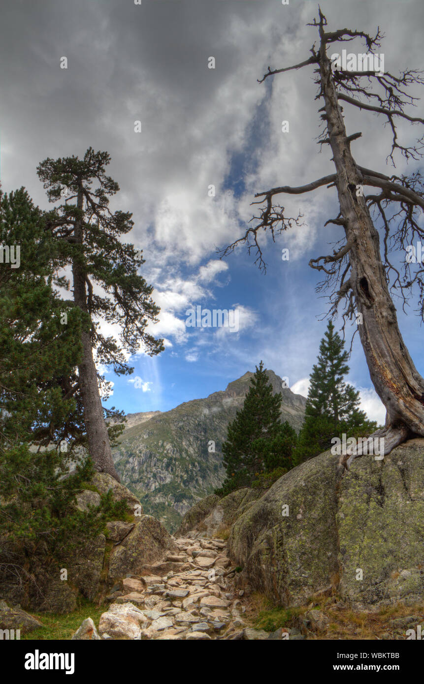 Bellissimo sentiero di montagna, lungo un morto pino su una roccia, guardando come l'entrata di una valle Foto Stock