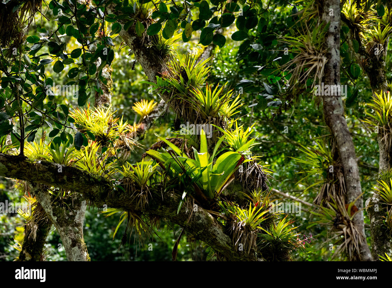Bromeliad cresce su un albero In Selvatura Park, Monteverde in Costa Rica Foto Stock