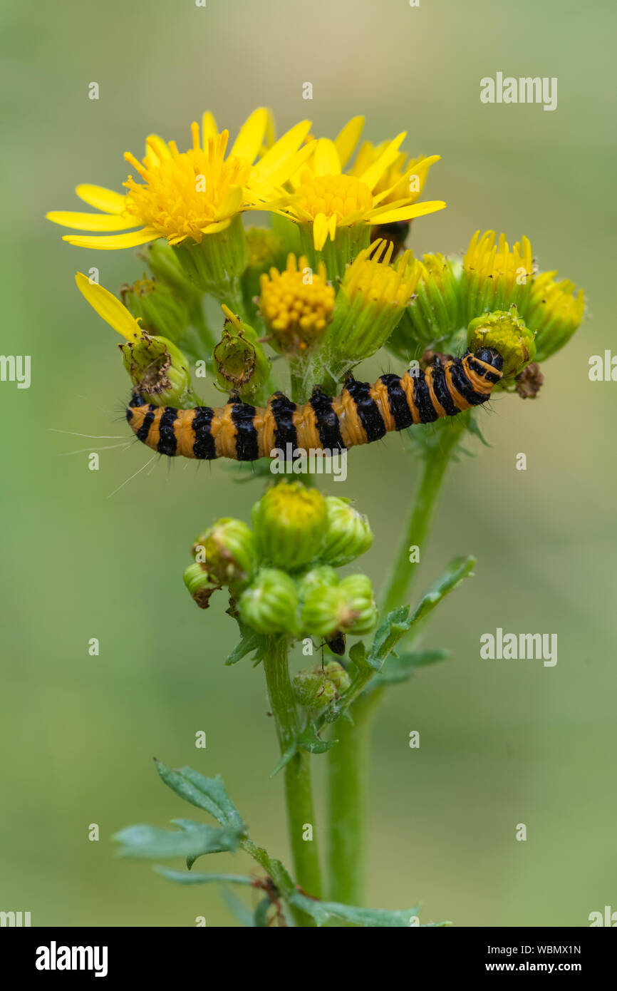 Caterpillar del cinabro Tarma (Tyria jacobaeae) Foto Stock