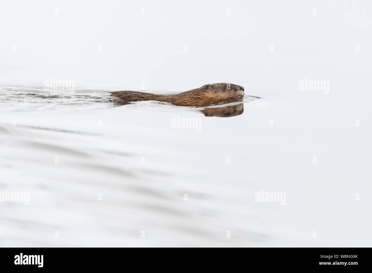 Topo muschiato ( Ondatra zibethicus ) in inverno, nuoto attraverso un corpo di acqua, della fauna selvatica, del Grand Teton National Park, Wyoming negli Stati Uniti. Foto Stock