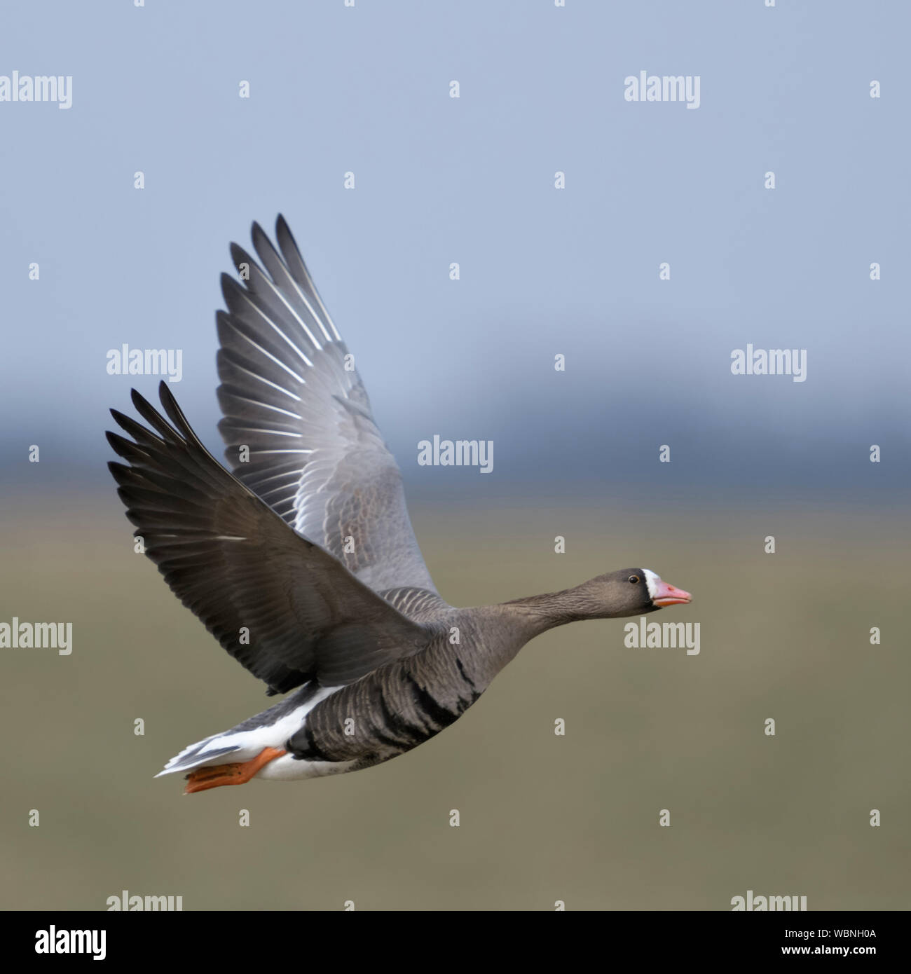 Maggiore bianco-fronteggiata Goose ( Anser albifrons ), inverno artico ospite, in volo, battenti, vicino, shot dettagliati, la fauna selvatica, l'Europa. Foto Stock
