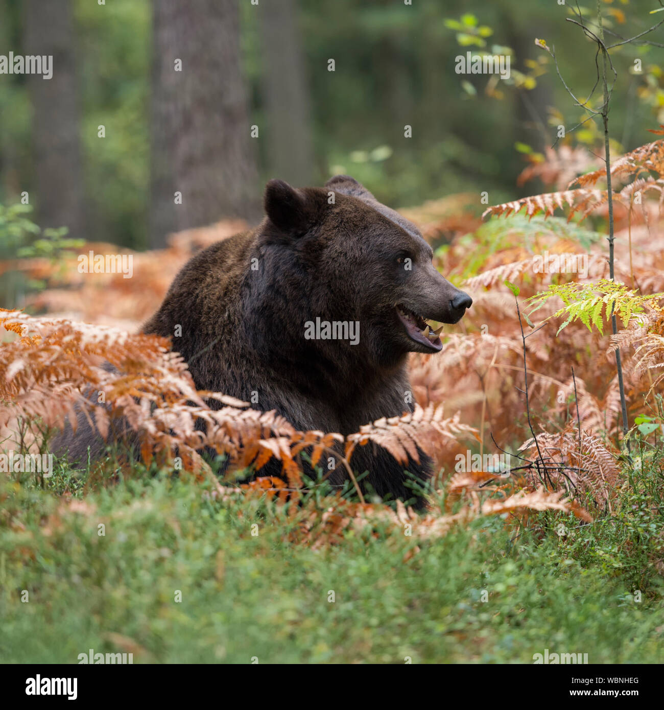 Unione orso bruno ( Ursus arctos ), giacente, riposo, nascondendo oltre il giorno tra la felce nel sottobosco di una foresta, guardare, alzarsi, l'Europa. Foto Stock