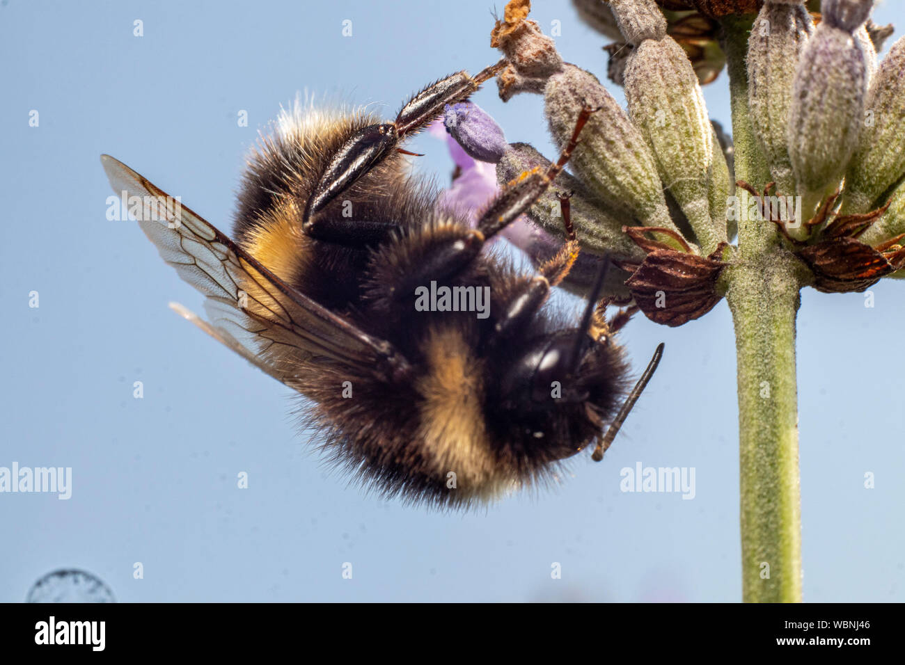 Bumblebee nero e giallo Capovolto su Lanvender Foto Stock