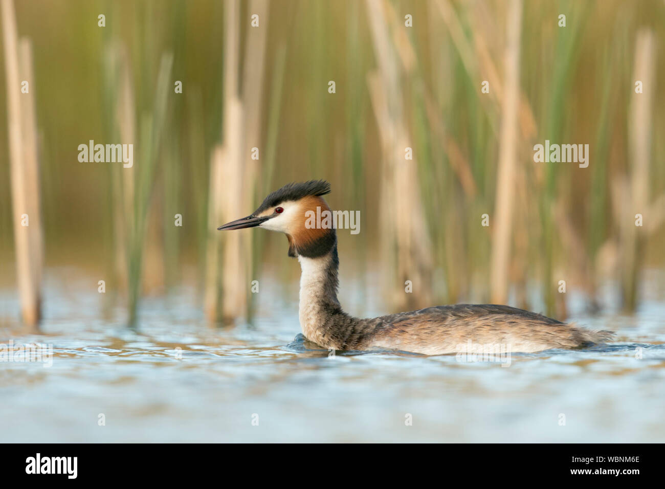 Svasso maggiore (Podiceps cristatus ) nuoto nella parte anteriore di canne, tipico, caratteristico circostante, bella luce, la fauna selvatica, l'Europa. Foto Stock
