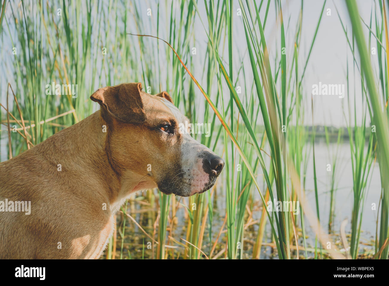 Ritratto di un cane in prossimità di un lago in verde erbe. Staffordshire terrier avente piacevole tempo libero nella bellissima natura lungo il fiume Foto Stock