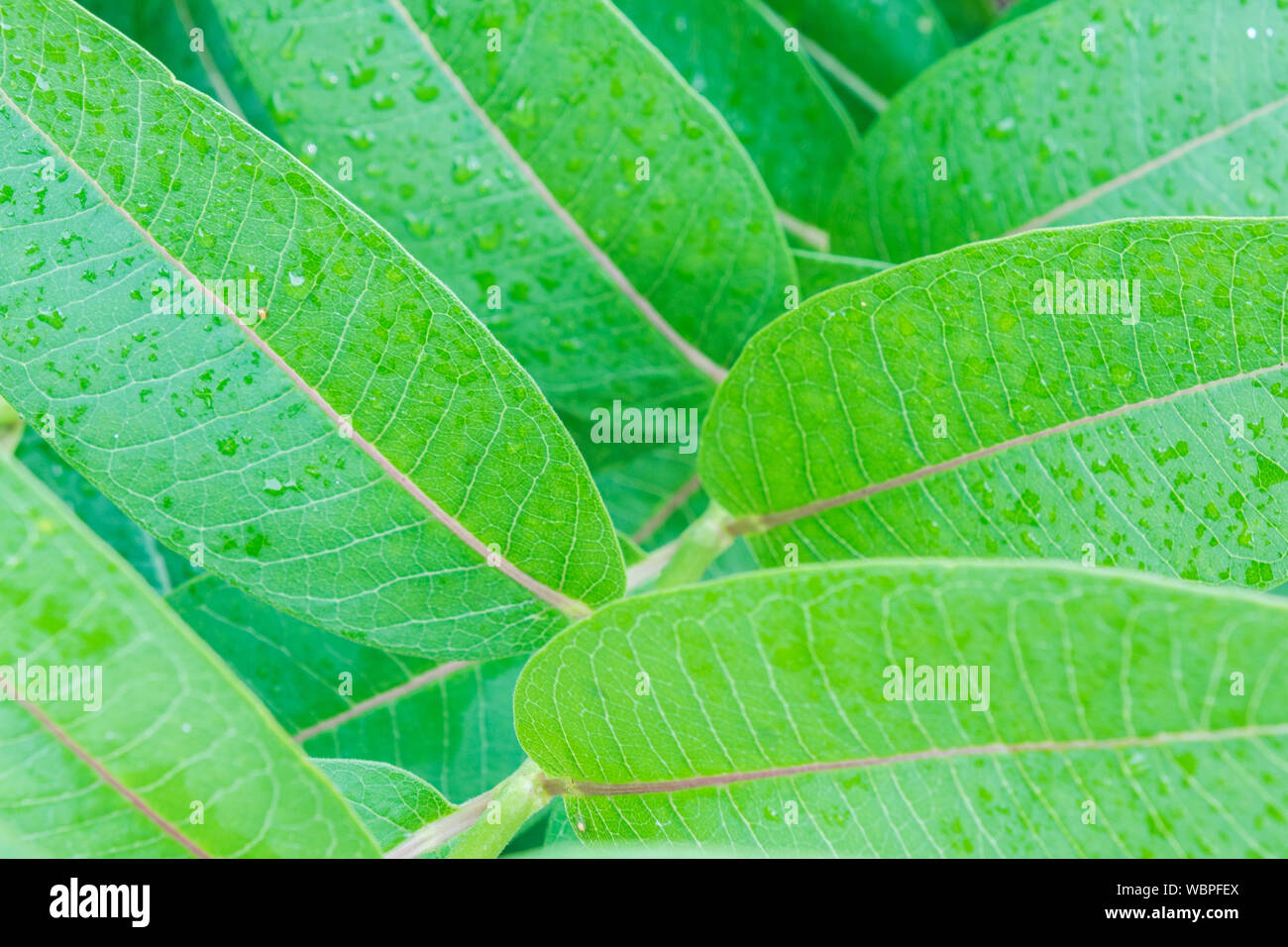 Il verde delle foglie coperta in gocce di rugiada, vista da vicino. Vividi colori verde di piante, freschezza, puro concetto Natura Foto Stock