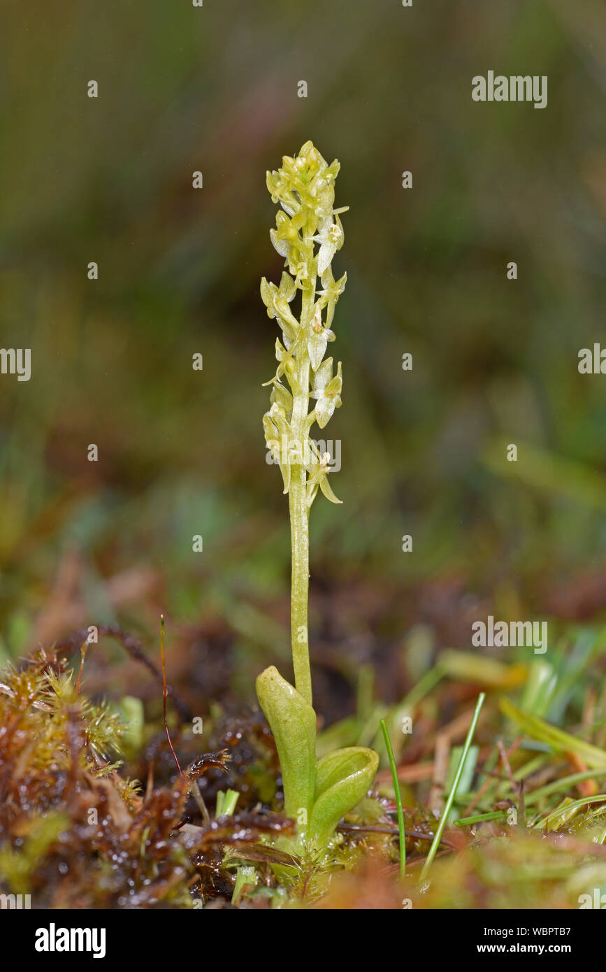 Bog Orchid (Hammarbya paludosa) singola pianta che mostra i fiori e foglie, isole Shetland, Luglio Foto Stock