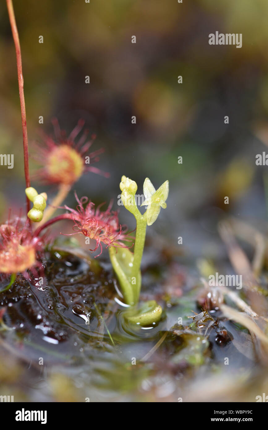 Bog Orchid (Hammarbya paludosa) piccola pianta giovane che mostra i fiori e foglie, isole Shetland, Luglio Foto Stock