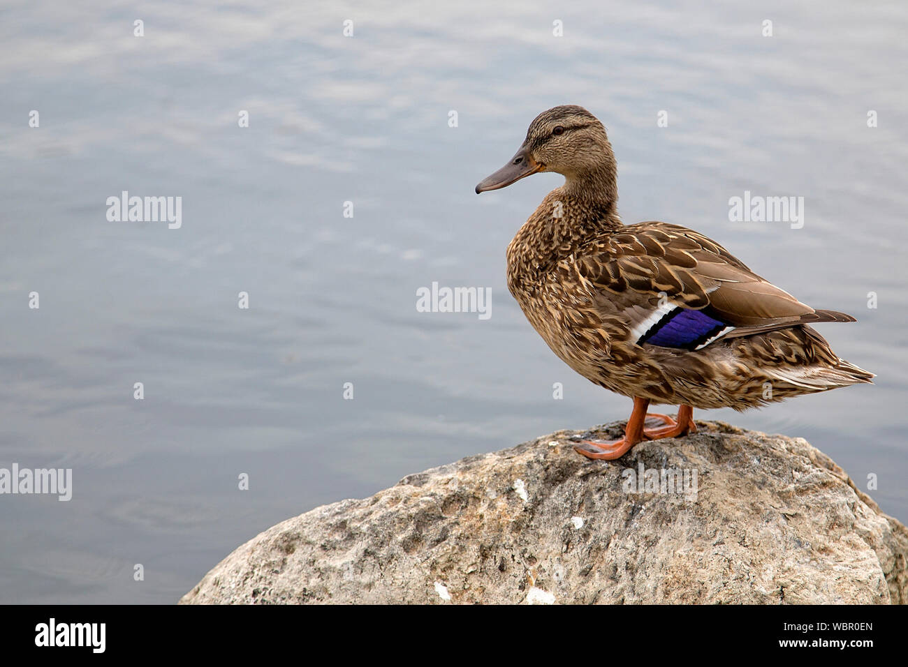 Anatra in wild Foto Stock