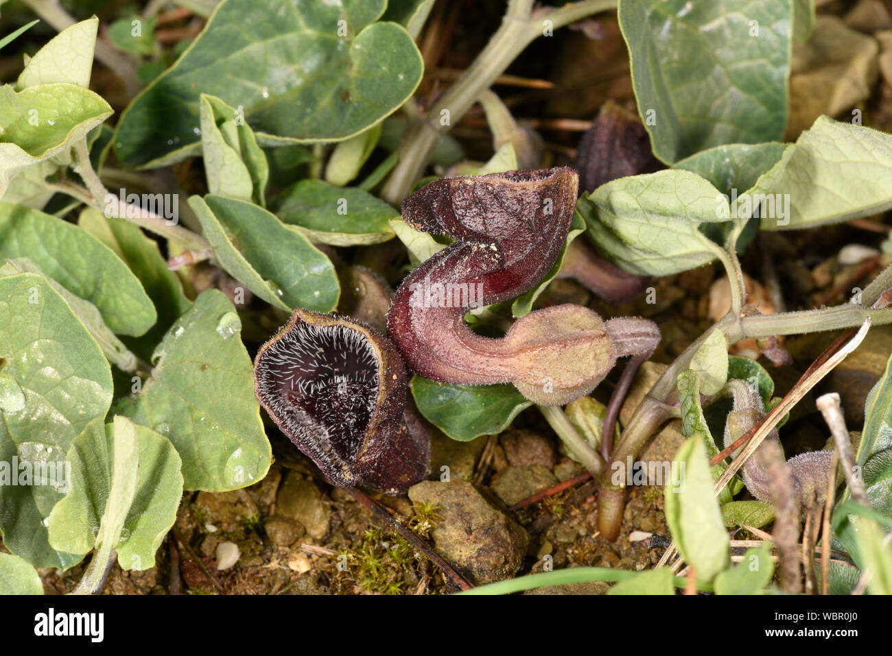 Birthwort o olandese la tubazione, (Aristolochia specie) in fiore, che mostra la forma della tubazione da cui esso viene denominato, Rodi, Grecia, Aprile Foto Stock