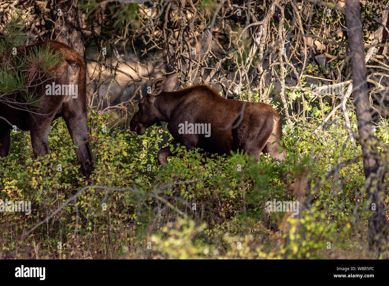 Giovane vitello di alci a Turnbull National Wildlife Refuge. Foto Stock