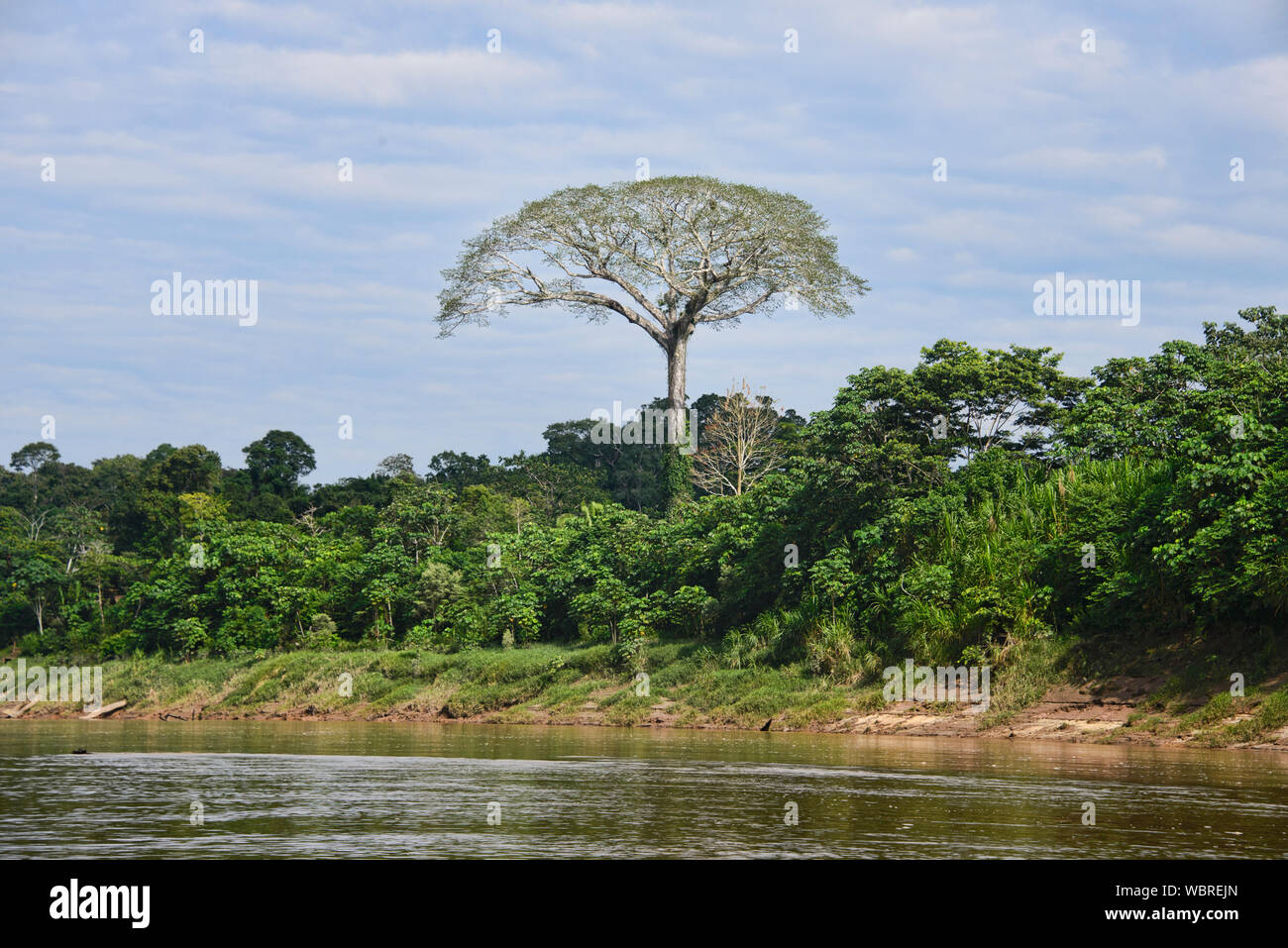 Un gigante di ceiba (kapok) tree lungo il fiume Tambopata, Amazzonia peruviana Foto Stock