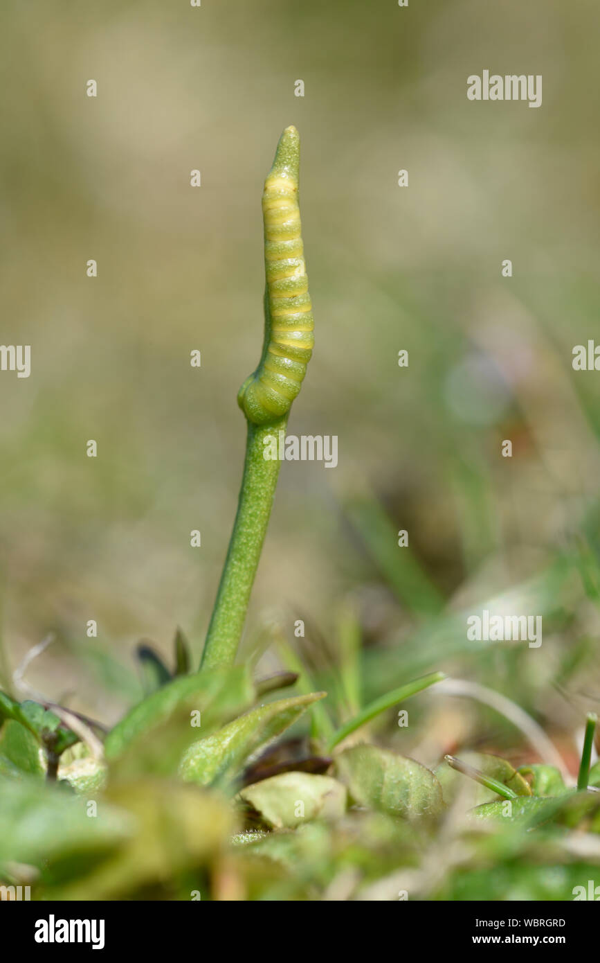 Piccolo del sommatore linguetta Fern (Ophioglossum azoricum) Isole Shetland Scozia, Luglio Foto Stock