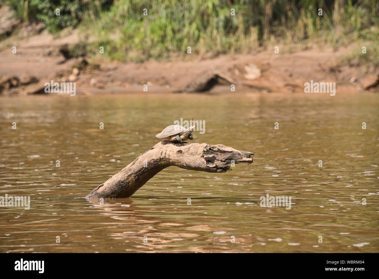 Fiume del Amazon tartaruga con una farfalla sulla sua testa, fiume Tambopata, Amazzonia peruviana Foto Stock