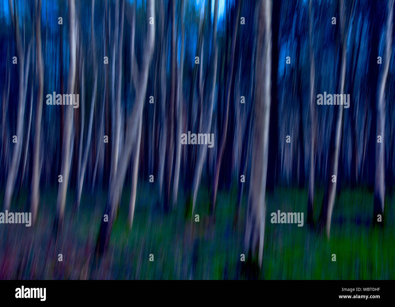 Argento betulle nel bosco, il movimento della telecamera Foto Stock