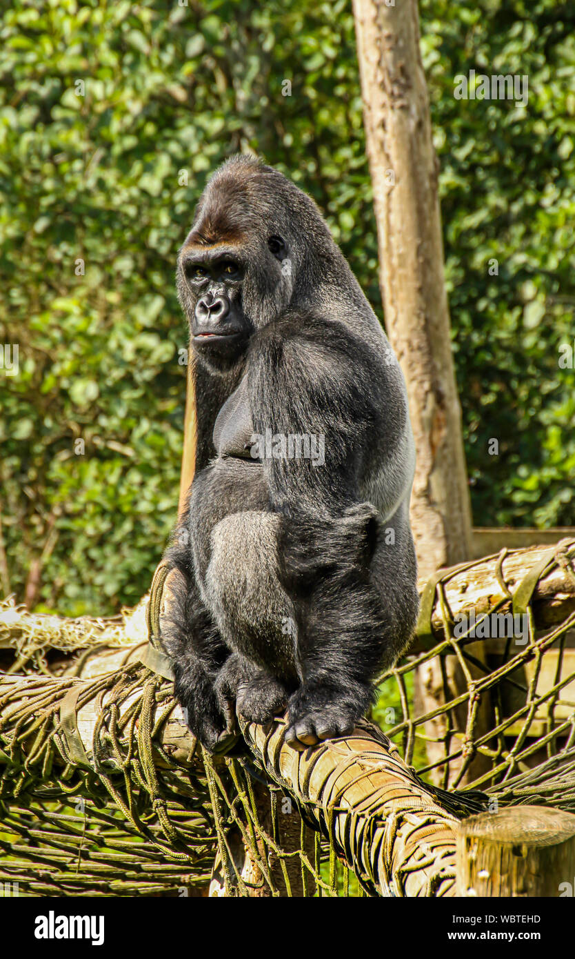 Enorme Gorilla Silverback a Paignton Zoo, Devon, Regno Unito. Western pianura gorilla Foto Stock