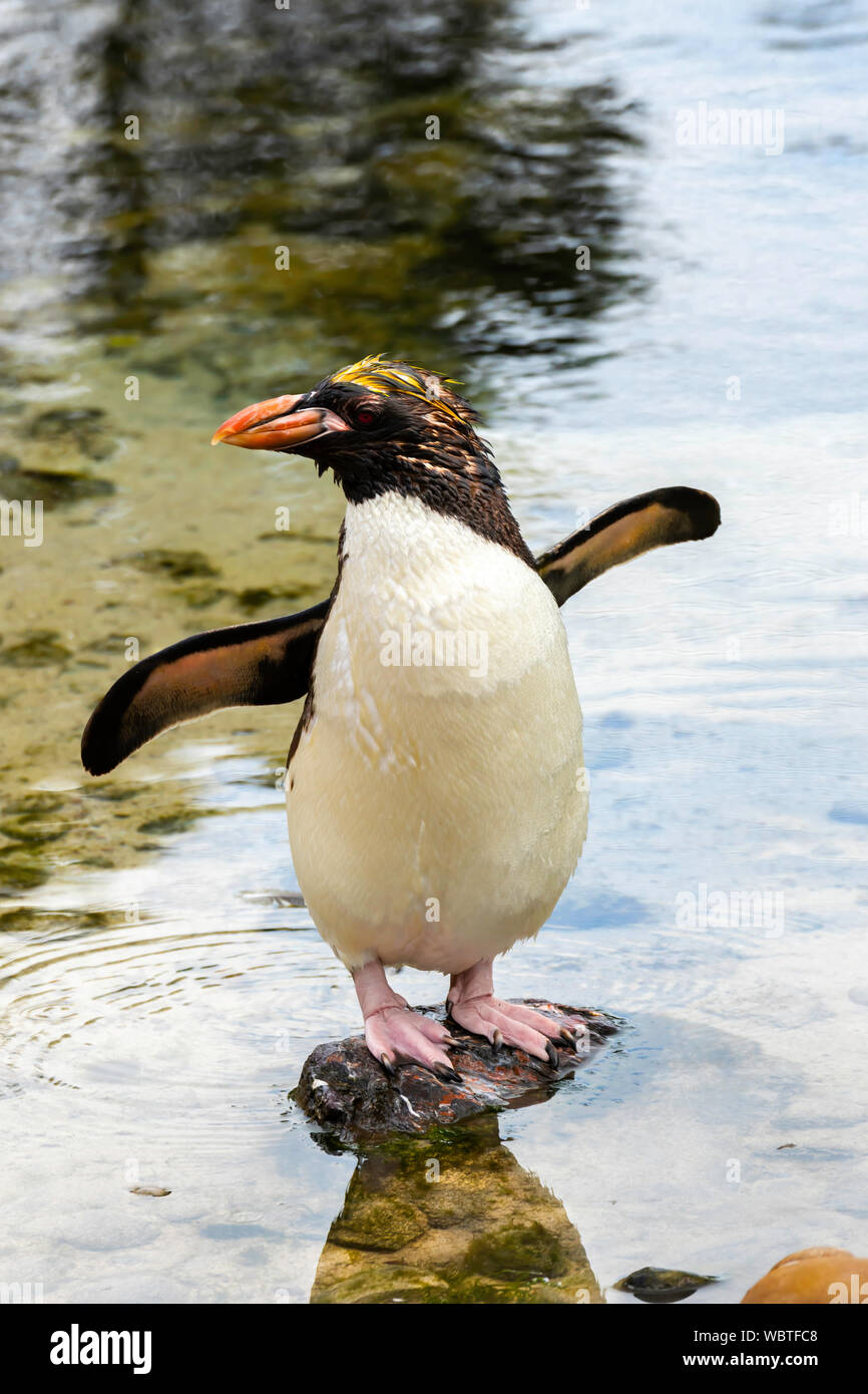 Maccheroni Penguin a 'Living Coasts' in Torquay, Denon, REGNO UNITO Foto Stock