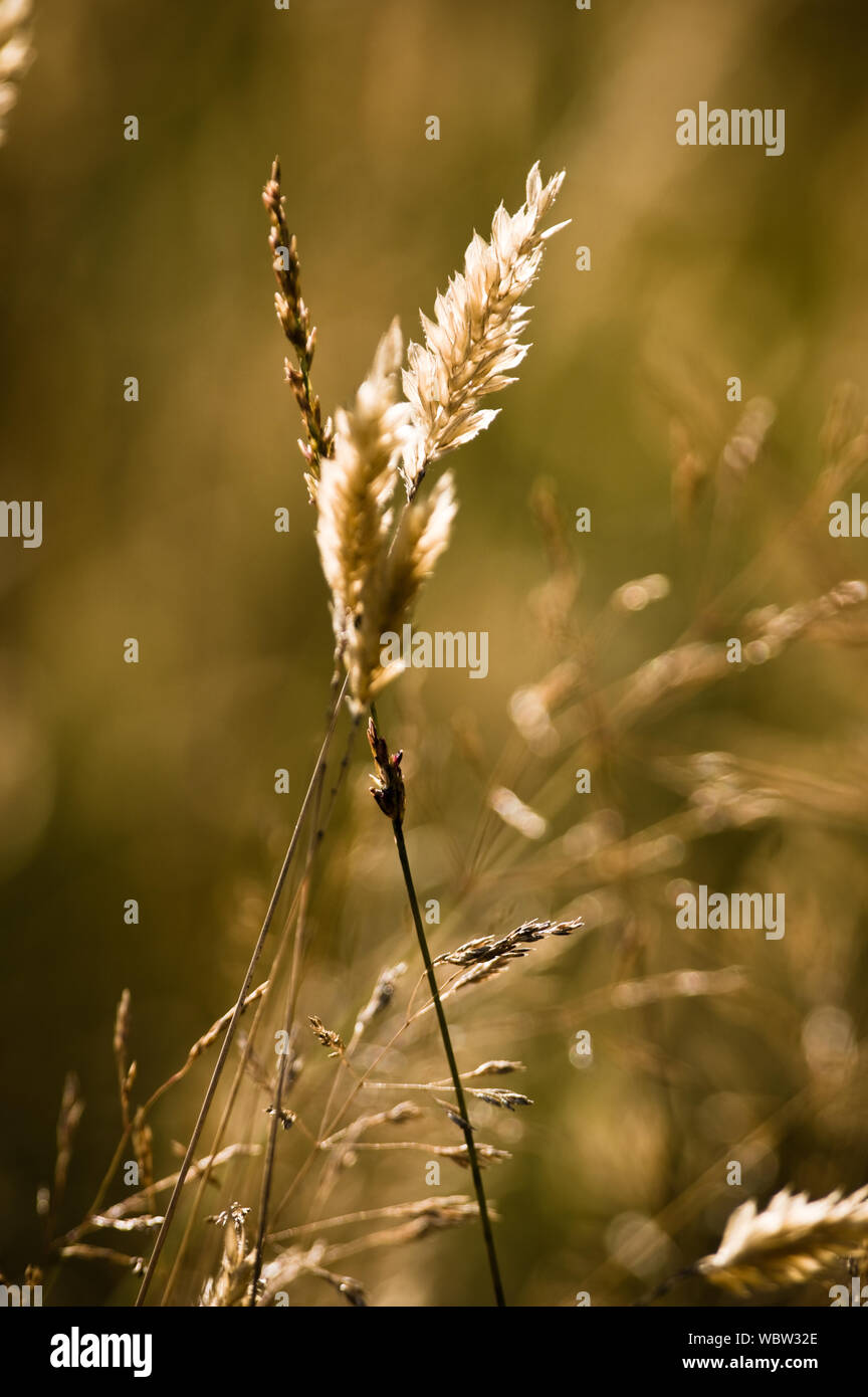 Punte di grano retroilluminati da calda estate luce della sera. Foto Stock