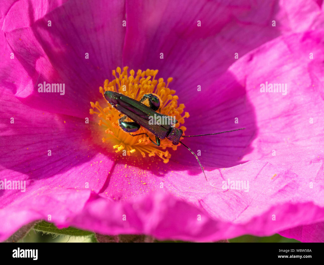 Un falso olio beetle Oedemera nobilis alimentazione nel centro di magenta fiore di cisto Foto Stock
