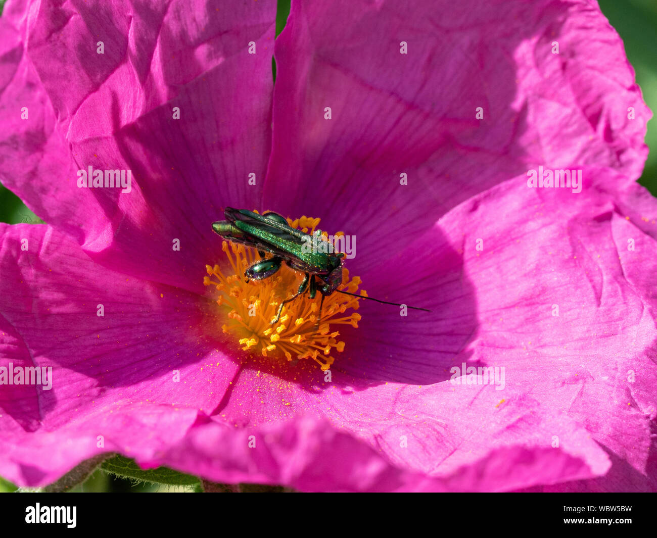 Un falso olio beetle Oedemera nobilis alimentazione nel centro di magenta fiore di cisto Foto Stock