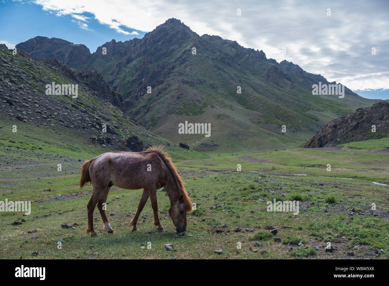 Allevamento di cavalli in Yolyn Am, Mongolia Foto Stock