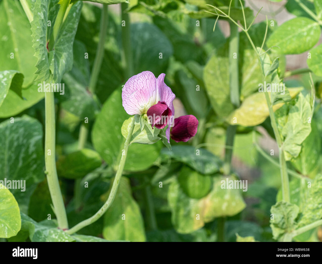 L'attraente fiori viola della rogna sarcoptica tout pea Carouby de Maussane Foto Stock