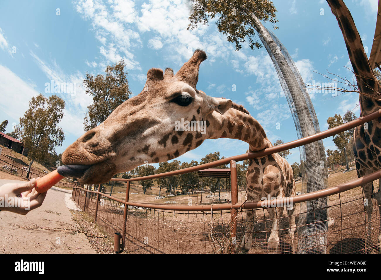 La giraffa fuori la sua lingua per mangiare una carota. Foto Stock