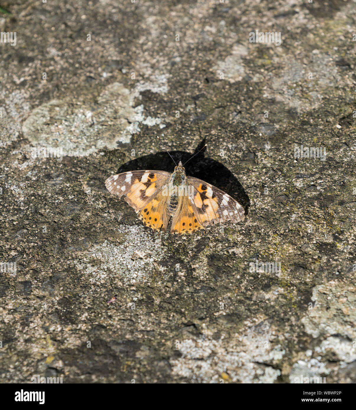 Dipinto di lady butterfly in Milton Cambridge Agosto 2019 Foto Stock